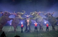 Elephants forced to perform at a circus