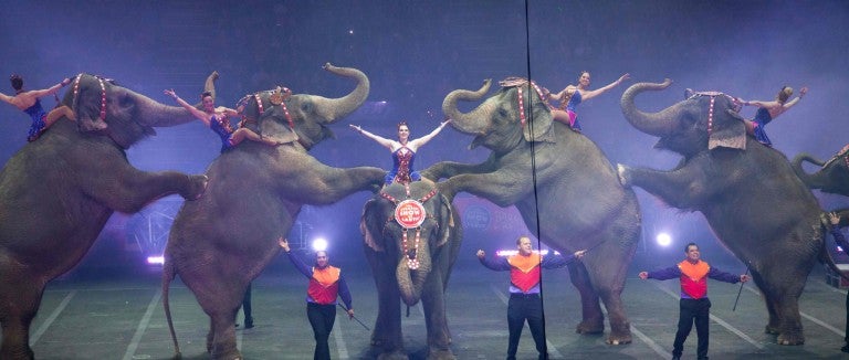 Elephants forced to perform at a circus