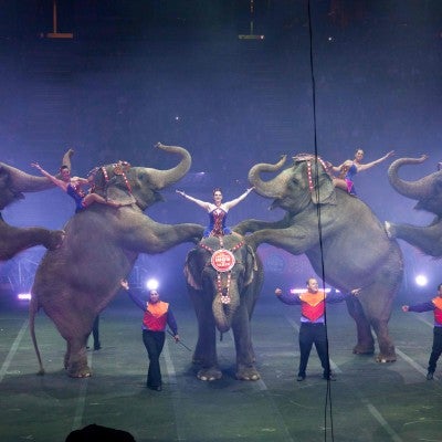 Elephants forced to perform at a circus