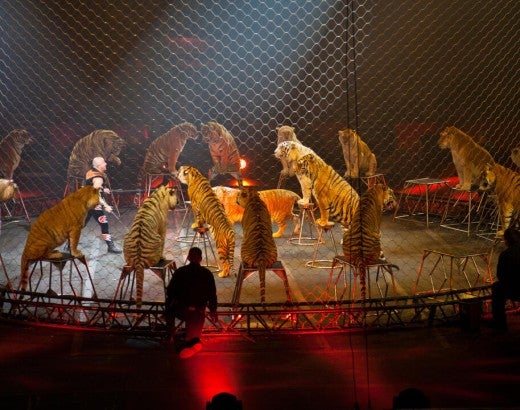 Ringling borthers circus tiger act