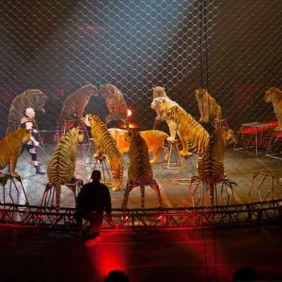 Ringling borthers circus tiger act