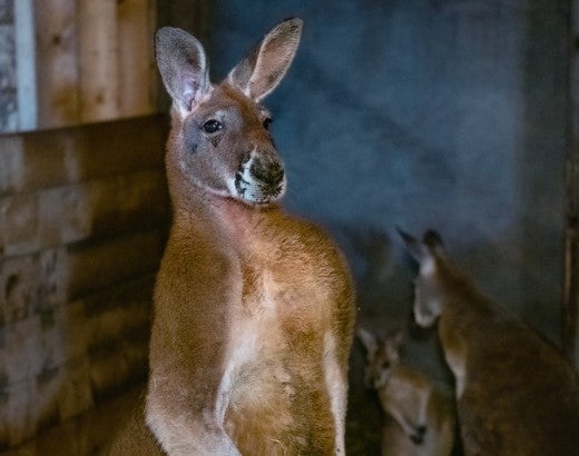 Kangaroo family found living together in a small enclosure at an unaccredited zoo outside Montreal