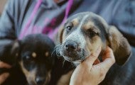 A person holds a dog