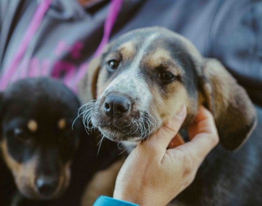 A person holds a dog