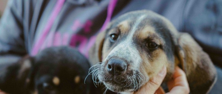 A person holds a dog