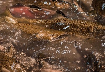 tightly-packed salmon swimming in a fish farm