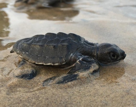 Sea turtle hatchlings on the beach