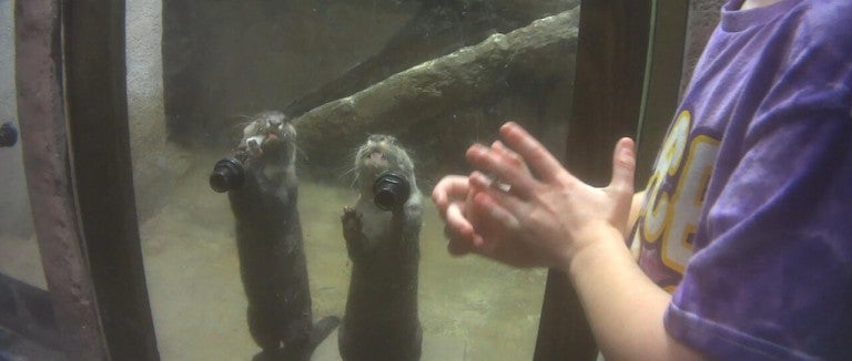Two otters stand near the glass pane of their barren enclosure