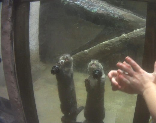 Two otters stand near the glass pane of their barren enclosure
