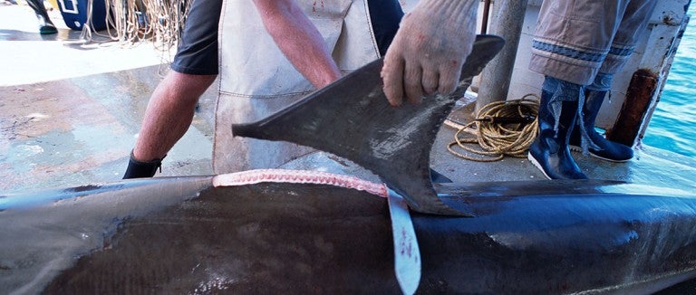 Fins being removed from a great hammerhead shark