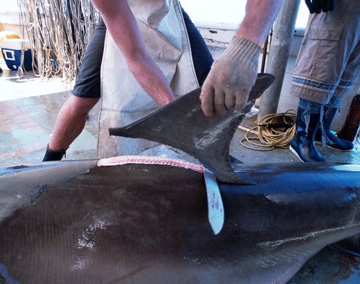Fins being removed from a great hammerhead shark