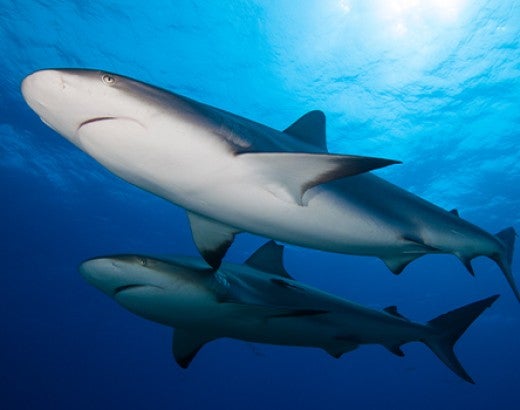 Two reef sharks swim in the ocean near the surface with sunlight reflecting on them
