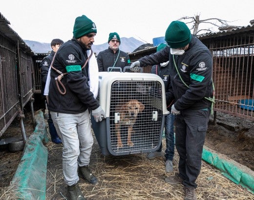 The HSI Animal Rescue Team rescues a dog at a dog meat farm in Asan, South Korea