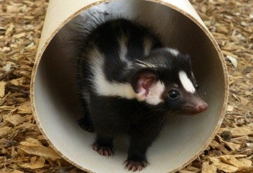 Orphaned baby spotted skunk rehabbed and successfully released in Spring 2013.
