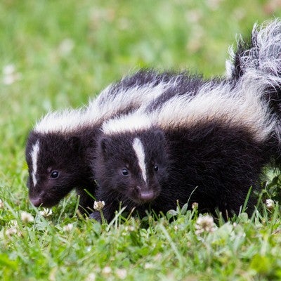 baby skunks
