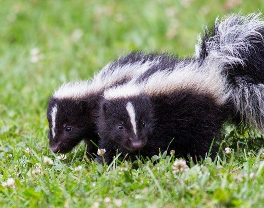 baby skunks