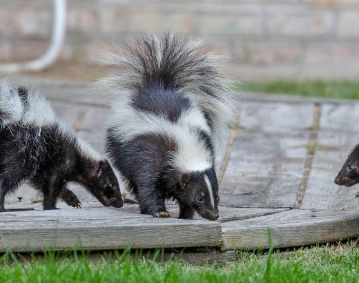 Three skunks on a porch