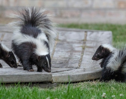 three skunks walking around a backyard