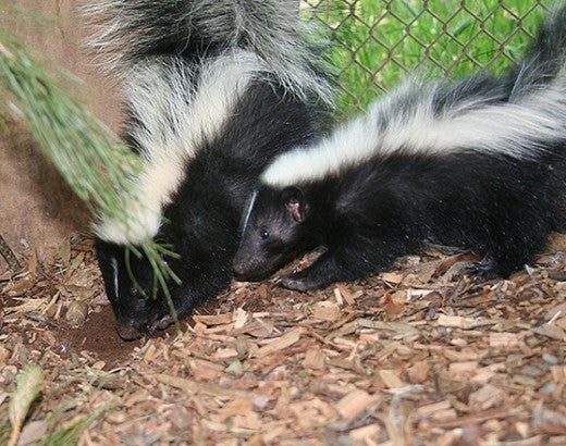 Skunks digging