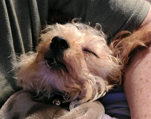 A sick puppy held in the arms of their owner