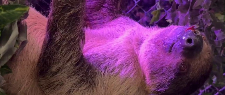 Two sloths fighting in the presence of customers who purchased an encounter with sloths. One sloth suffered from a wound under his chin.