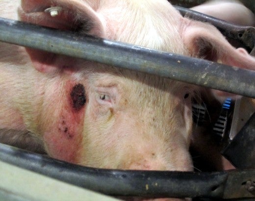 An injured pig crammed into a gestation crate
