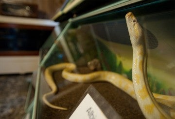 Snake in small cage at an unaccredited roadside facility