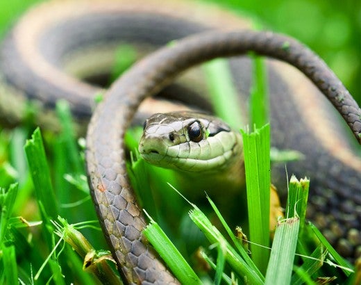 snake