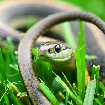 snake