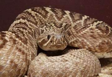 Large captive snake