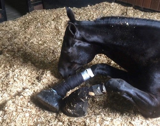 Horse suffering from soring
