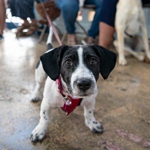 Dogs and cats with their owners waiting for surgery at Spayathon for PR