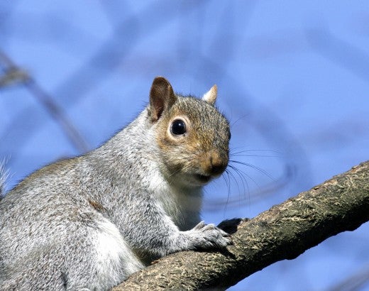 squirrel in tree
