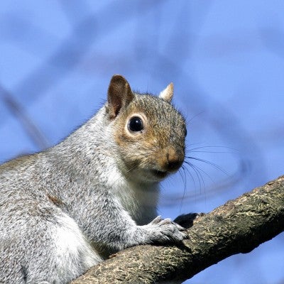 squirrel in tree