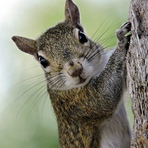 Close up of a squirrel on a tree