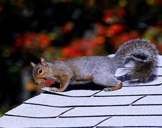 Squirrel on the roof