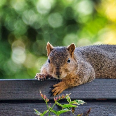 A squirrel on a fence on a beautiful day