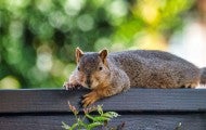 A squirrel on a fence on a beautiful day
