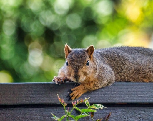 A squirrel on a fence on a beautiful day