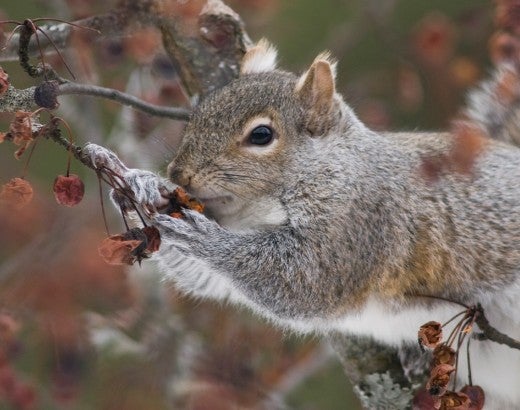 Gray Squirrel in tree eating berries