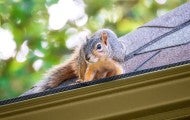 A squirrel infiltrates the attick through the roof