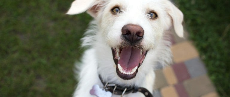 Close up of a dog looking happy