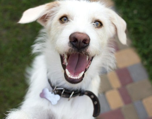 Close up of a dog looking happy