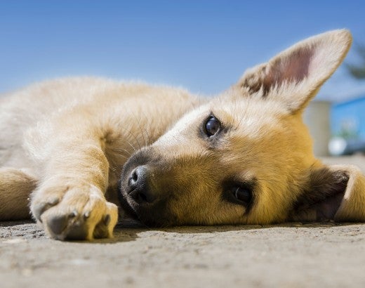 A dog laying down on the street
