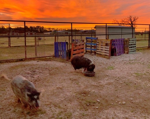 Black Beauty Ranch at sunrise.