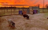 Black Beauty Ranch at sunrise.