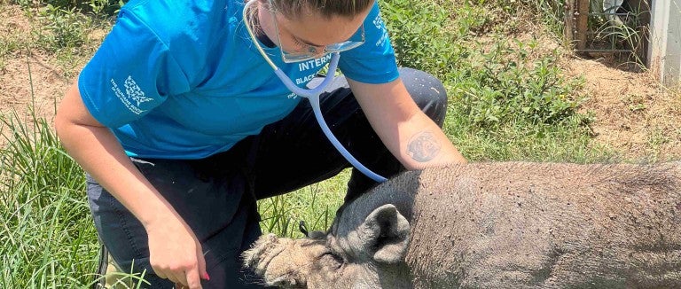 A woman uses a stethoscope to listen to a pig's heart rate