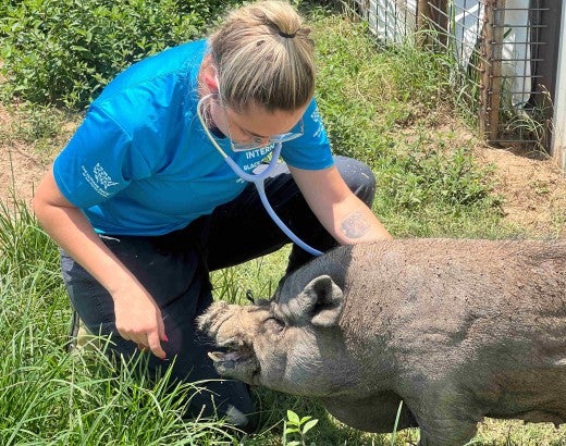 A woman uses a stethoscope to listen to a pig's heart rate