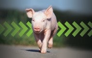 Photo illustration of happy pig running with green arrows