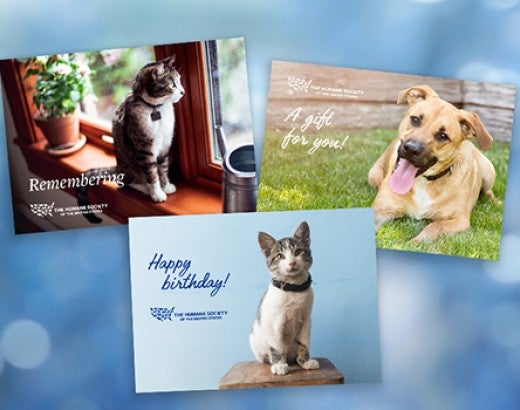 Gift donation ecard thumbnails